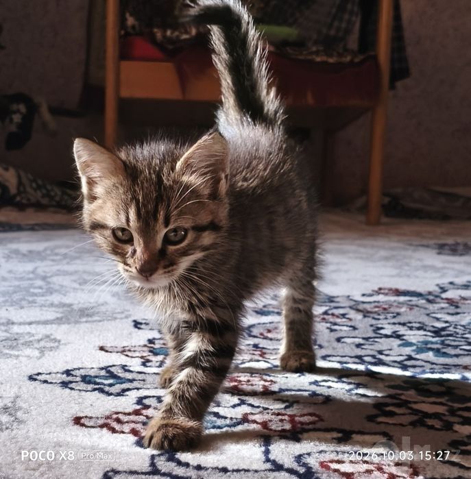 «Ласковый котёнок-мальчик ищет добрый дом»