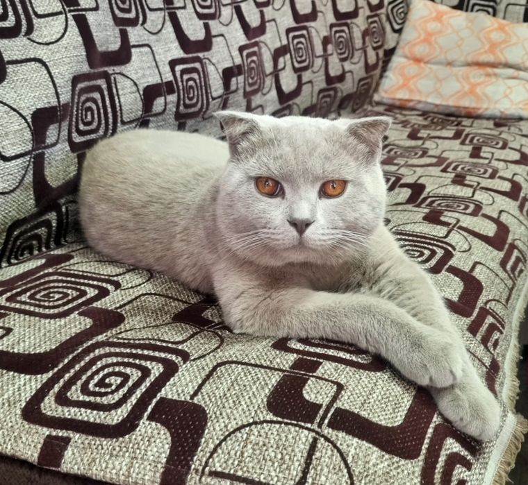 Британский короткошёрстный Скотиш Фолд