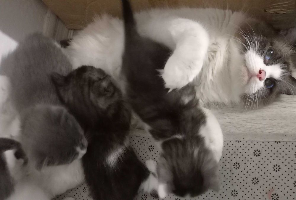 Котята в надёжные руки.