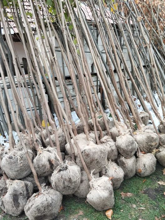 Mesteacan Alb Betula