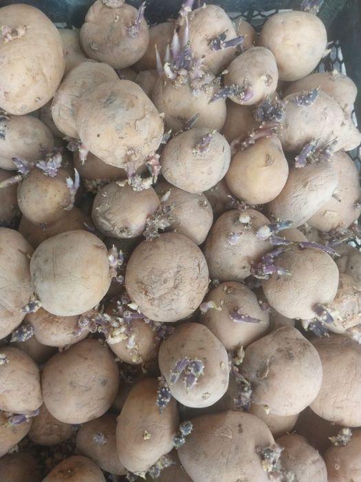 Продам семенной картофель