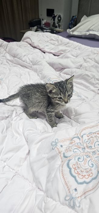 Отдам бесплатно котёнка