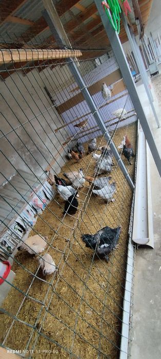 Продам кури и петухов домашний