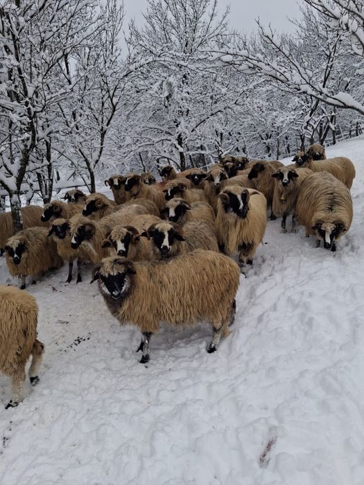 Oi breze de inalta calitate