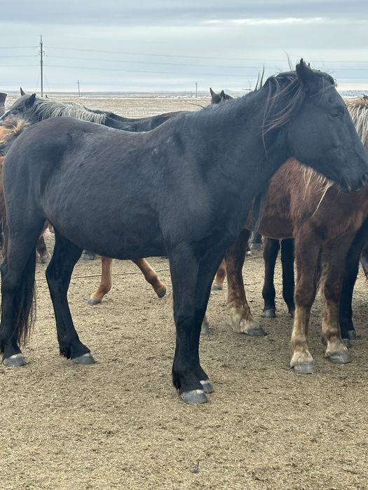 Ту бие, кобыла, лошадь