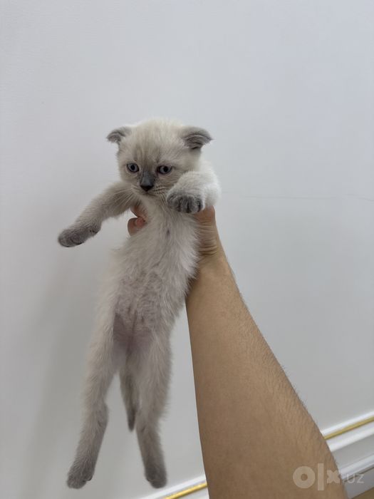 Котята британские scottishfold