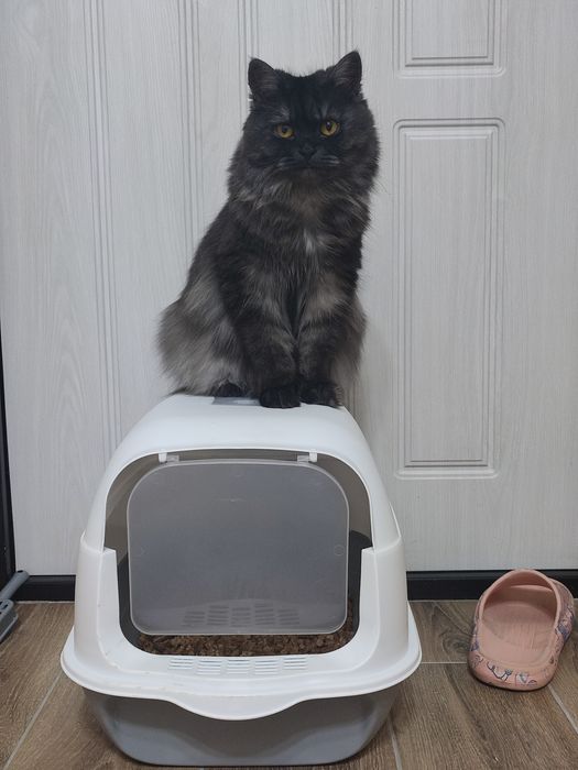 Кошка в добрые руки