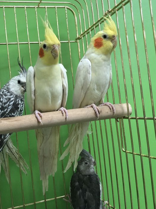 Карелла попугай молодые