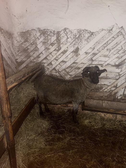 Vând berbec bucălău rasa țigaie in varstă de 2 ani in luna martie