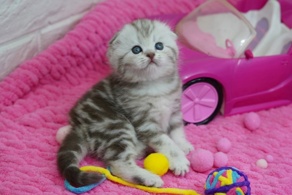 Вислоухие котята