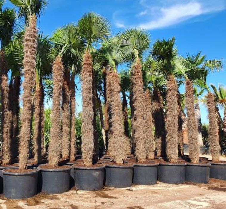 Продам туя сосна можжевельник пальма, кошет,  шрша