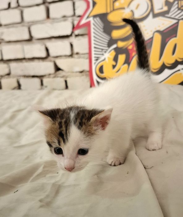 Подарява се малко котенце – спешно търси дом!