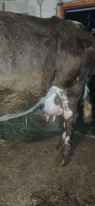 Vand vaca gestanta cu lapte