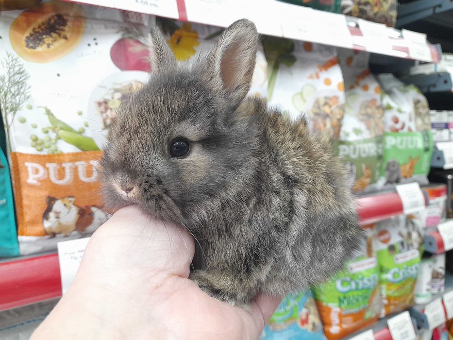 Декоративни мини зайчета