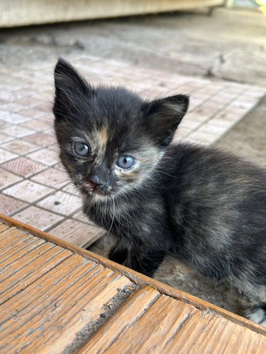 Котята мышеловки для частного дома (девочки)