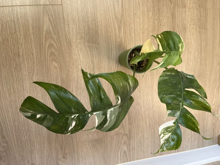 Эпипремнум Пиннатум Вариегатный