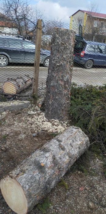 Рязане на опасни дървета арбористи алпинисти кастрене премахване