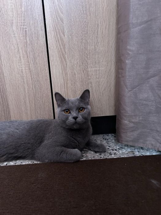 Британска котка. Уникална