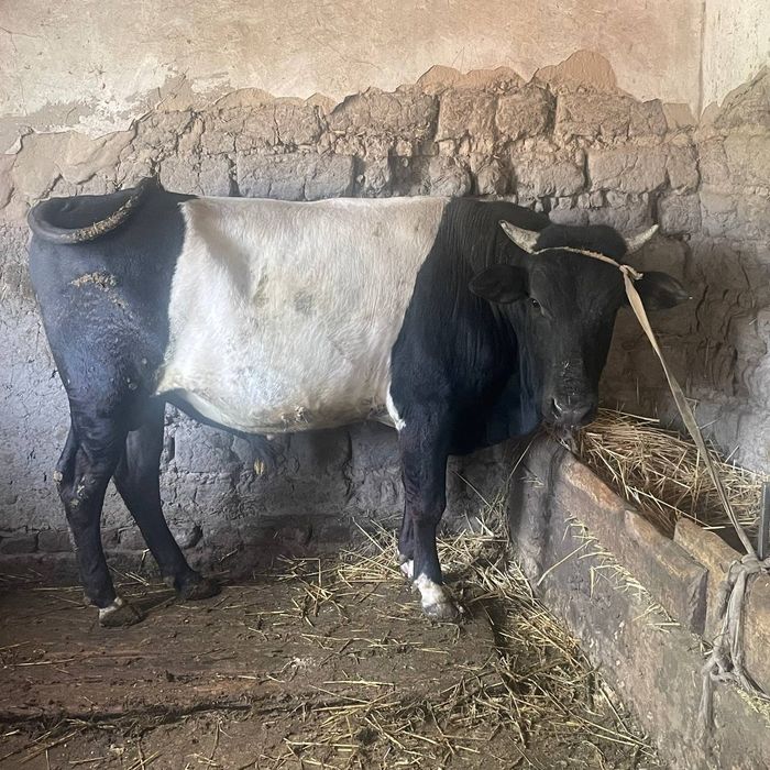 Buka sotiladi 2,5 yosh