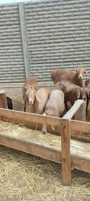 Продам ярки полтора годовалые