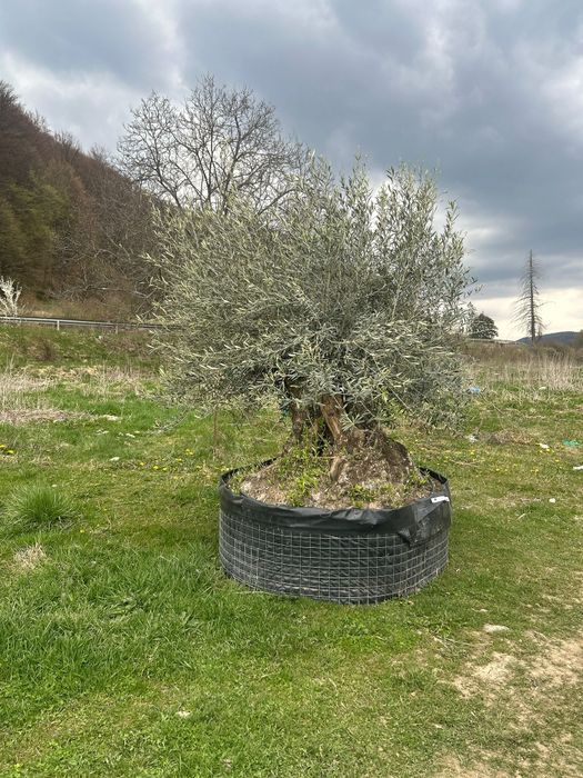 Măslini seculari și bonsai de vânzare