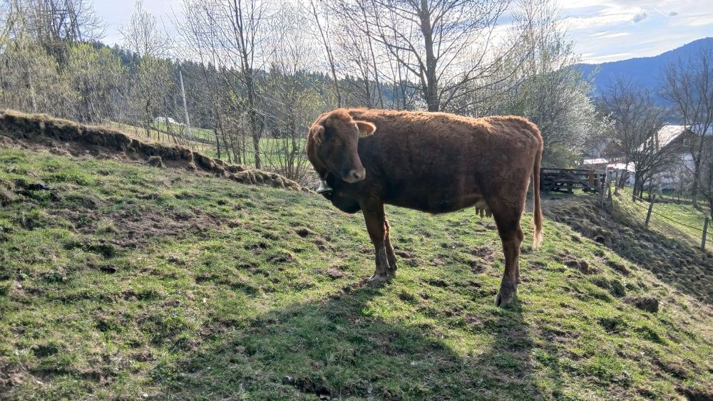 jurincă angus cu vitel