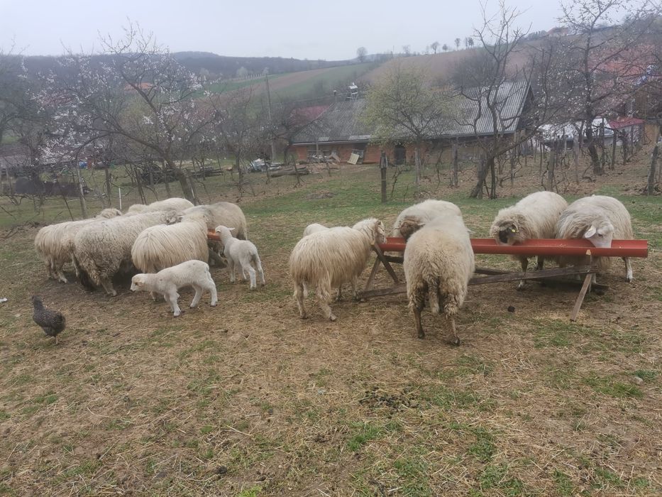 Oi de vanzare Halmasd