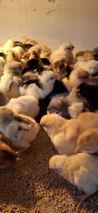 Vand Pui de Casă super colorati