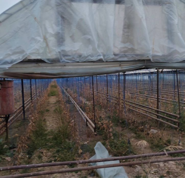 Готовый агробизнес: тепличная ферма в Назарбеке