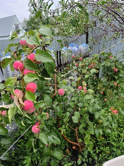 Продам дачу сад Реченька