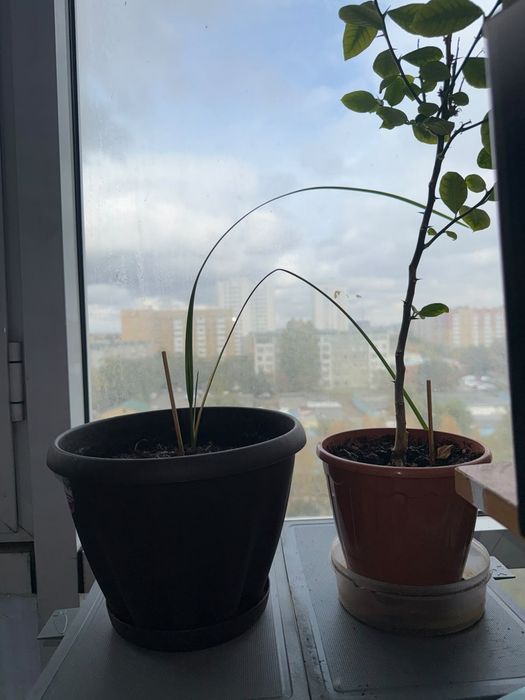 Продам Цветы домашние