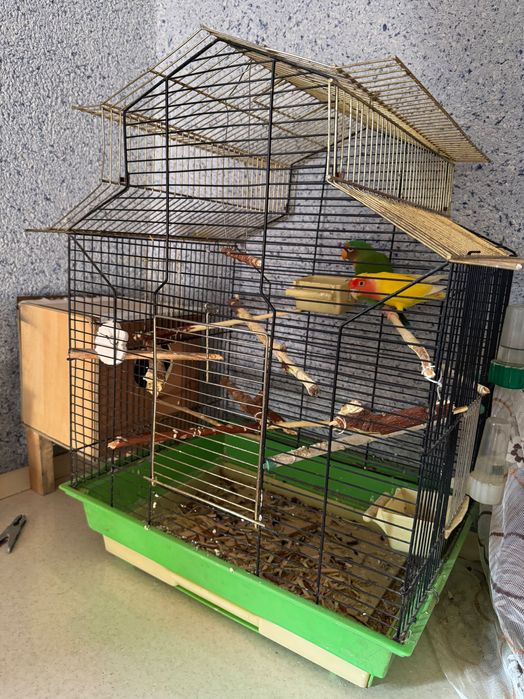 Попугаи-неразлучники