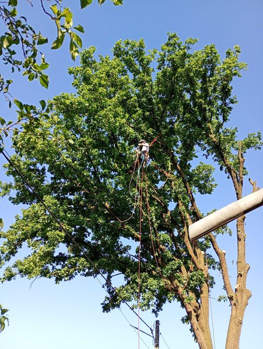 Tăiat copaci, doborâre, toaletare copaci, lucrări înălțime, tăiere cop