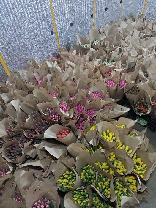 Продам тюльпаны оптом