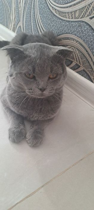 Веселоухая шатланская кошка