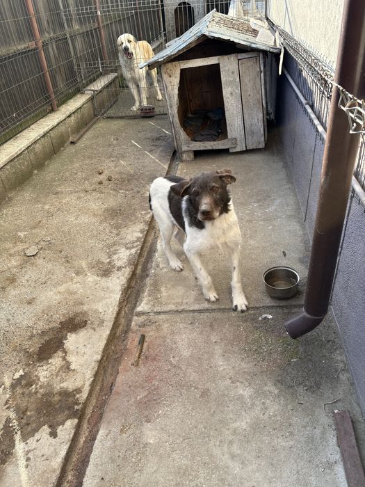 Donez brac germac sârmos