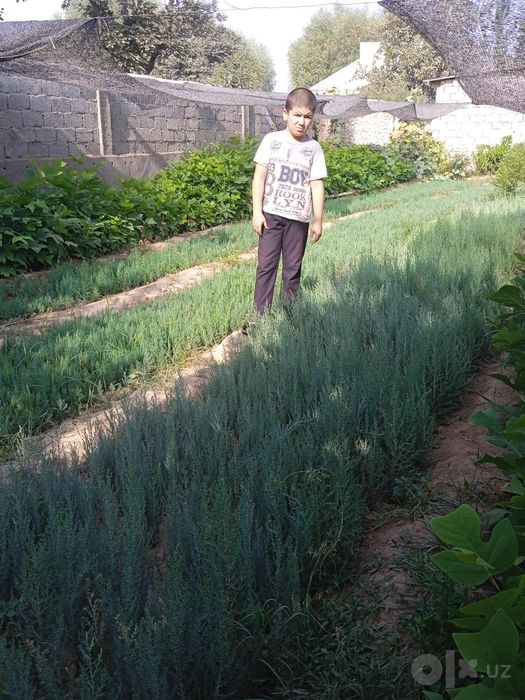 Xar hil lArcha va Lola sensalar bor