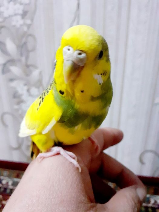 Канарейка попугай сотилади оптом арзон срочно