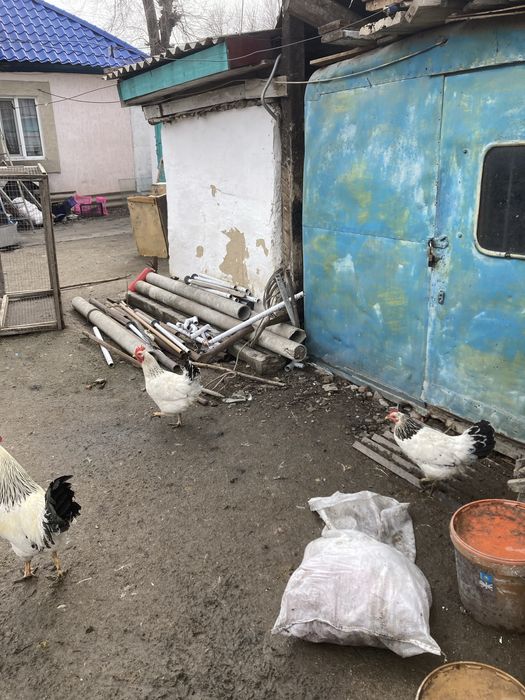 Куры адлерские 1+9