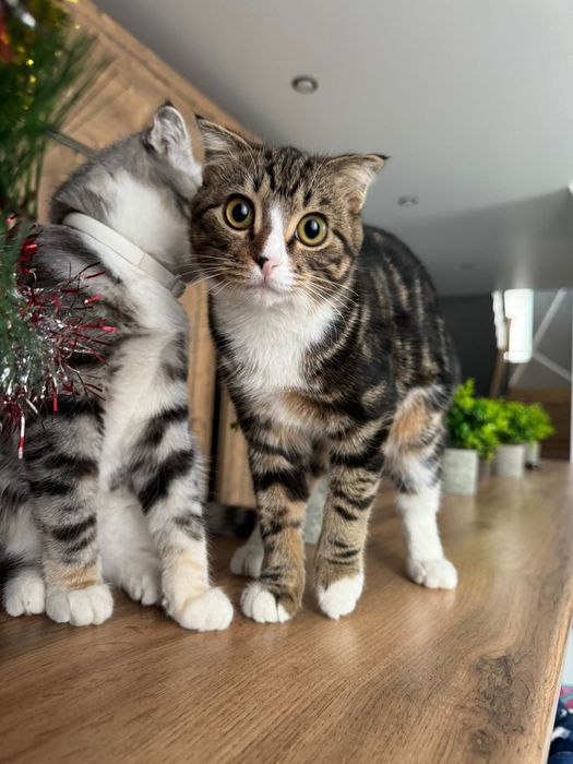 Продам котов вислоухие