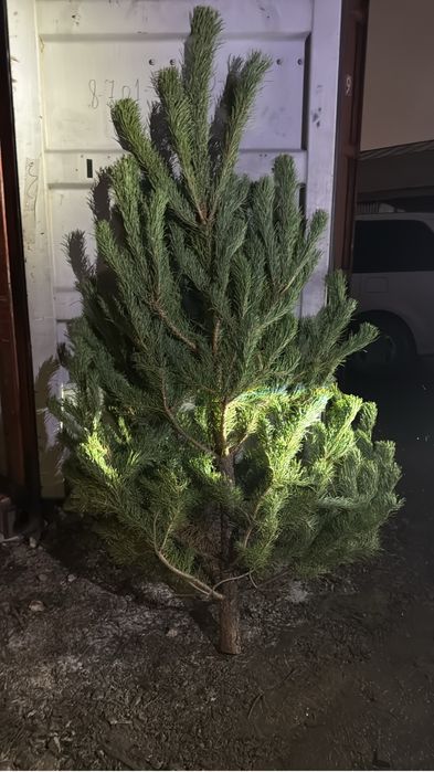 Новогодние Ели, Сосны, Пихта