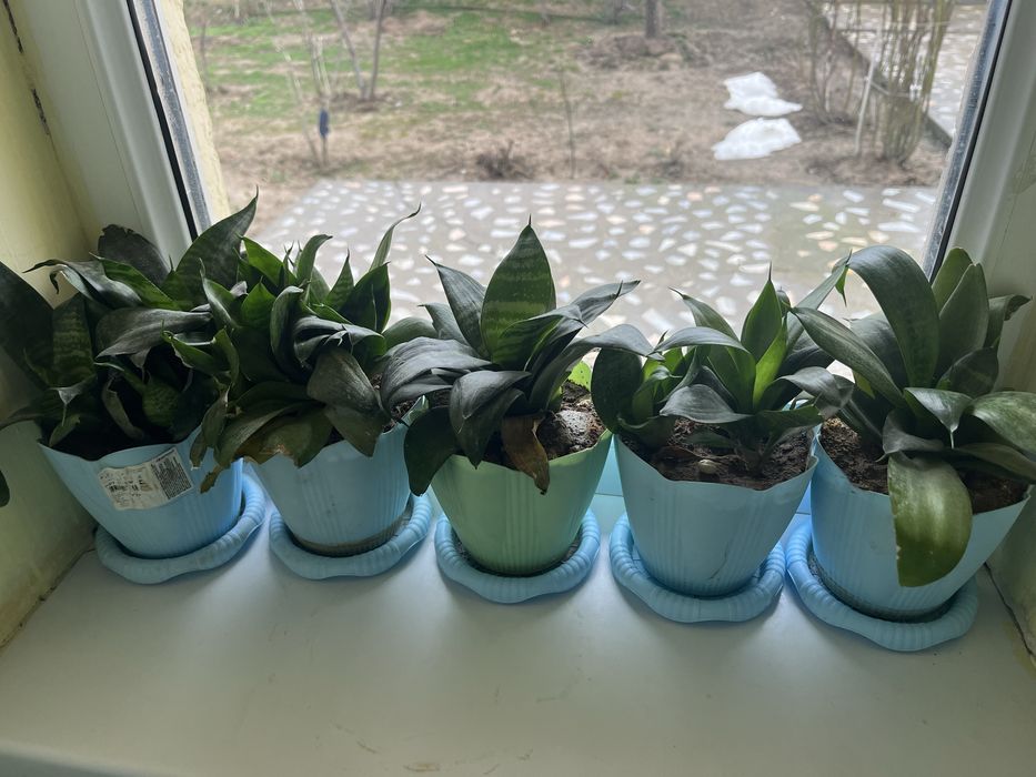 Цветы Гүлдер сатылады Шымкент