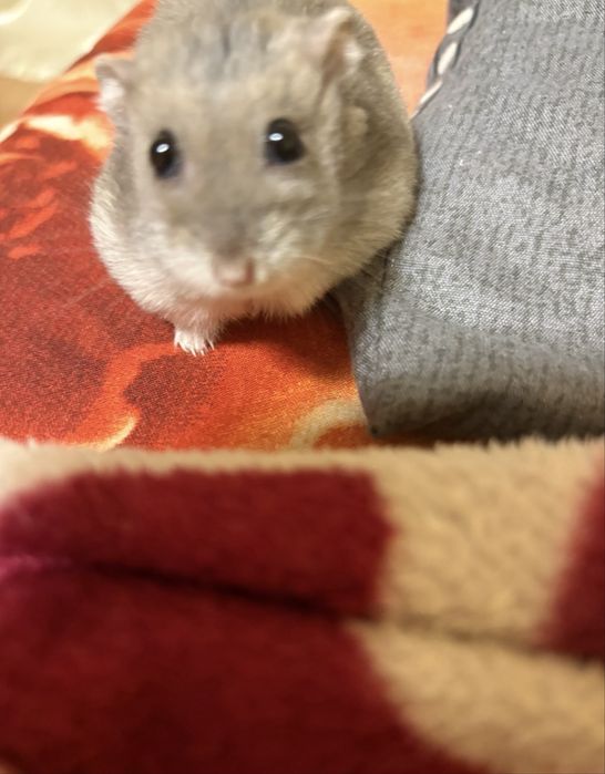 donez pui/adolescent hamster