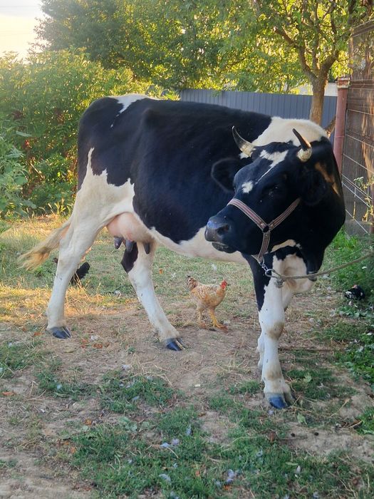 De vînzare vacă cu vitică