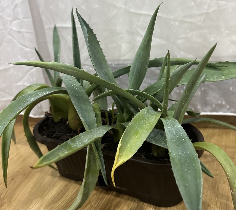 Plante aloe vera 6 bucati
