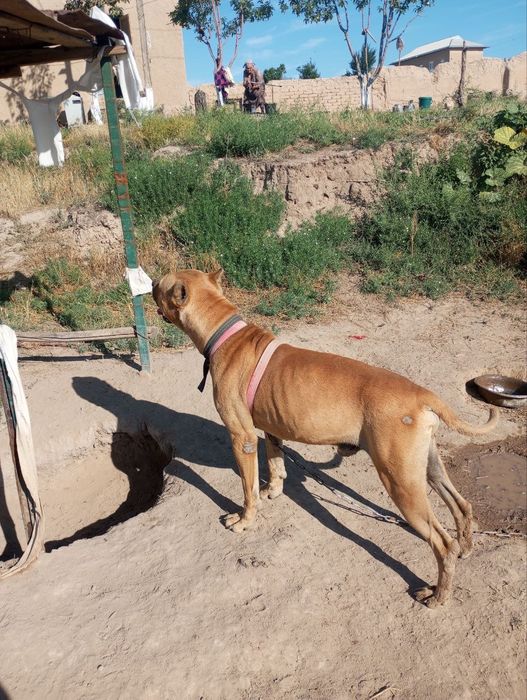 Sotiladi pitbul 2 yosh