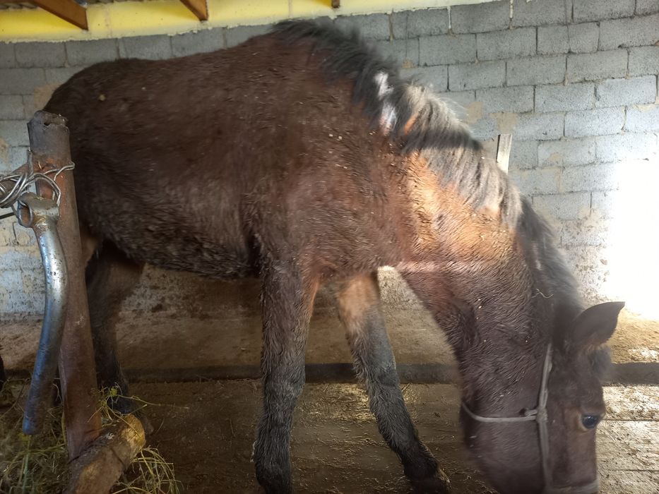 Бордақы жылқылар сатылады