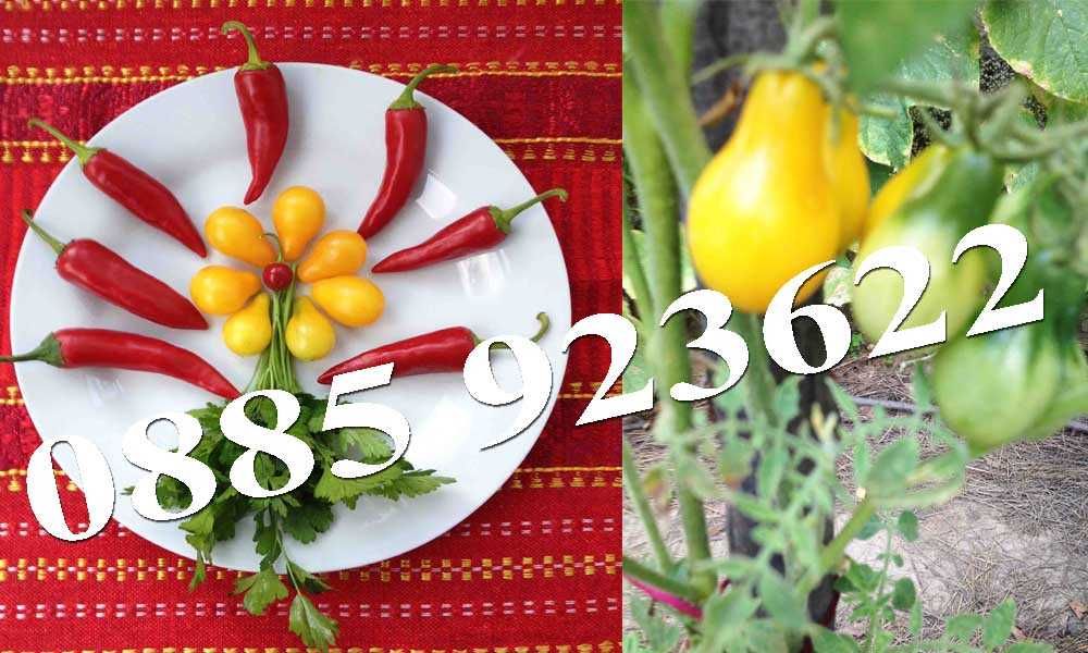 Био Разсад Домат Люти Чушки Чери Домати Тютюн Стари Селски Сортове