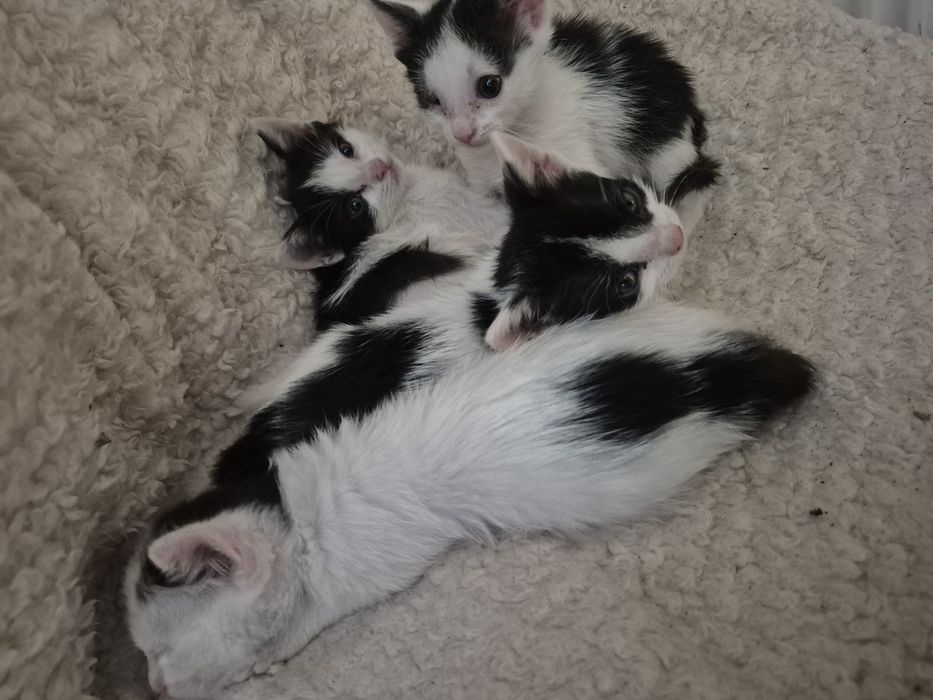 Pisici pentru adopție!