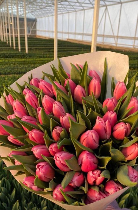 Тюльпаны Астана,доставка бесплатная!